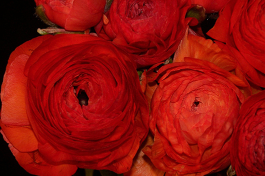 Ranunculus, red