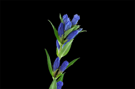 Gentiana