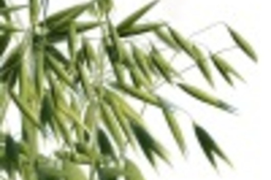 Oats